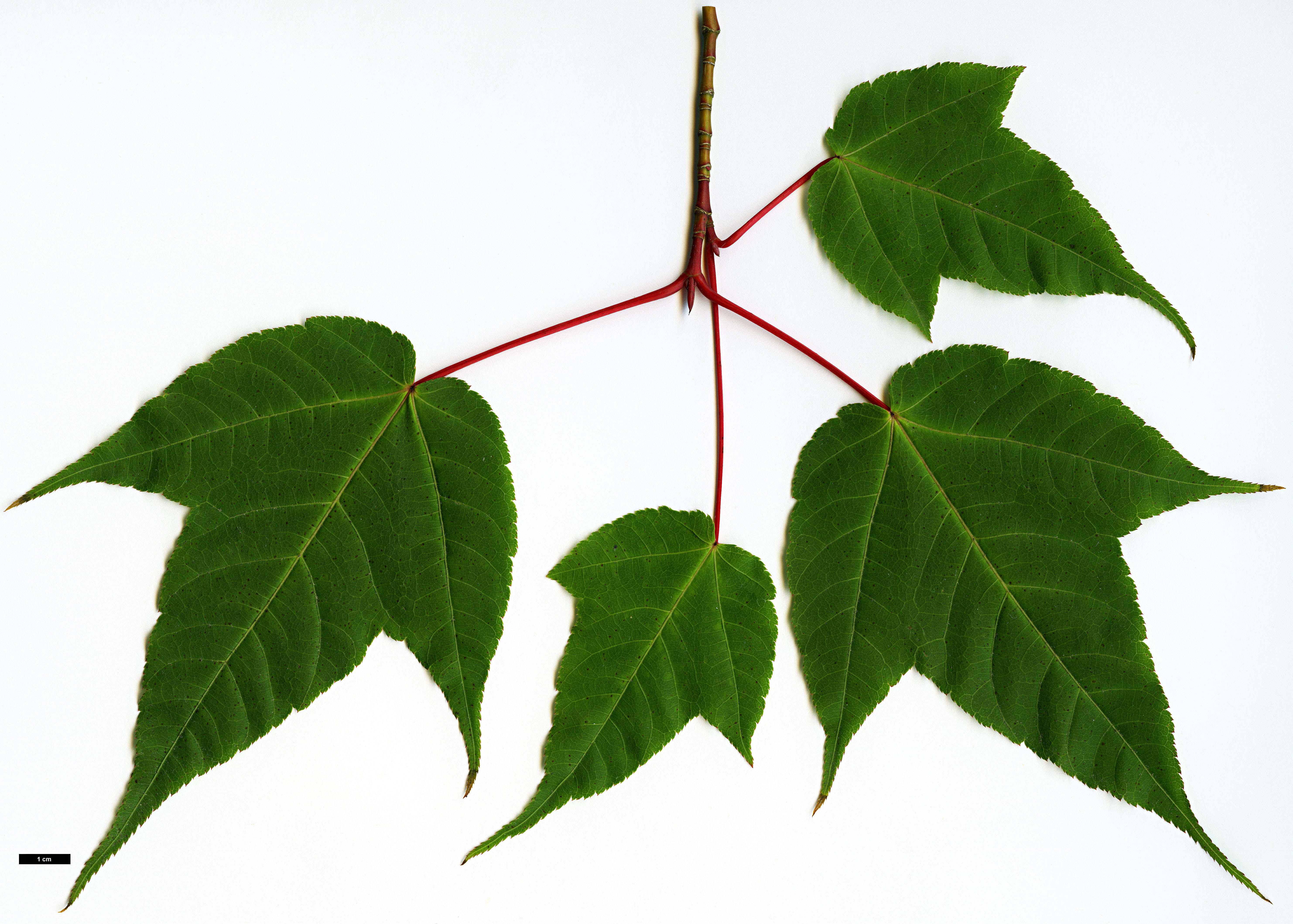 High resolution image: Family: Sapindaceae - Genus: Acer - Taxon: forrestii